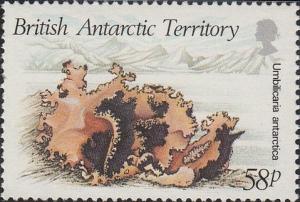 Colnect-1567-950-Umbilicaria-Antarctica.jpg
