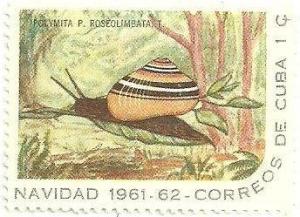 Colnect-1726-387-Cuban-Land-Snail-Polymita-picta-roseolimbata.jpg