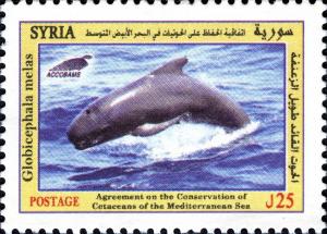 Colnect-1851-998-Long-finned-Pilot-Whale-Globicephala-melas.jpg