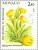 Colnect-149-064-Fritillaria-moggridgei.jpg