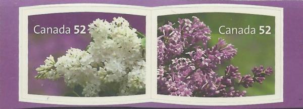 Colnect-1303-845-White-Lilac-Deep-Purple-Lilac.jpg