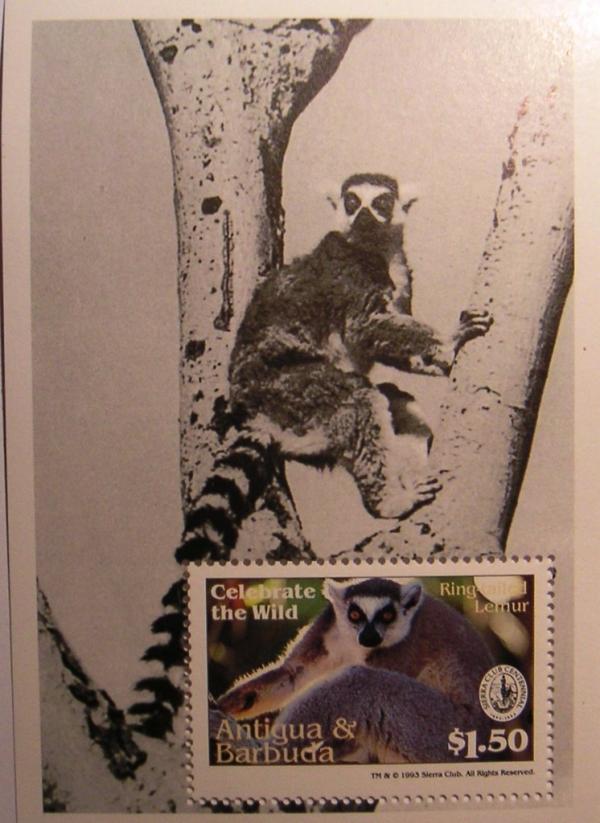 Colnect-1466-260-Ring-tailed-Lemur-Lemur-catta.jpg