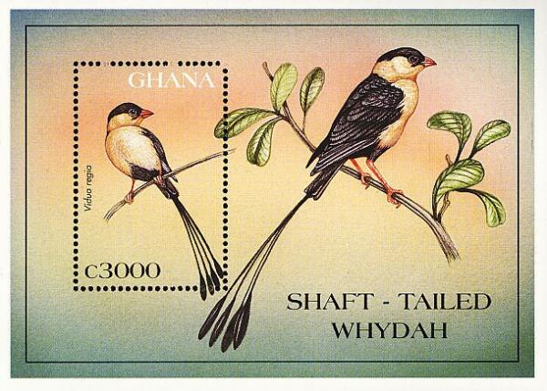 Colnect-1718-856-Shaft-tailed-Whydah-Vidua-regia.jpg
