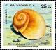 Colnect-2680-148-Moon-Snail-Polinices-helicoides.jpg