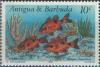 Colnect-1953-828-Flame-Cardinal-Fish-Apogon-maculatus.jpg