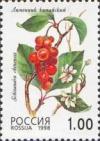Colnect-526-371-Magnolia-vine-Schisandra-chinensis.jpg