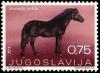 Colnect-700-468-Bosnian-Mountain-Horse-Equus-ferus-caballus.jpg