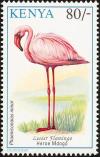 Colnect-753-980-Lesser-Flamingo%C2%A0Phoenicopterus-minor.jpg