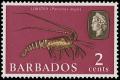 Colnect-1497-082-Caribbean-Spiny-Lobster-Panulirus-argus.jpg