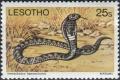 Colnect-2907-610-Ring-necked-Spitting-Cobra-Hemachatus-haemachatus.jpg