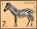 Colnect-3794-166-Cape-Mountain-Zebra-Equus-zebra-zebra.jpg