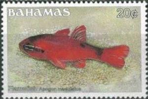 Colnect-1360-911-Flame-Cardinalfish-Apogon-maculatus.jpg