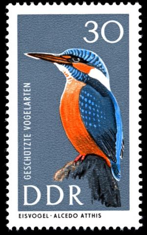 Colnect-1974-959-Common-Kingfisher-Alcedo-atthis.jpg