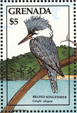 Colnect-2192-494-Belted-Kingfisher-Ceryle-alcyon.jpg