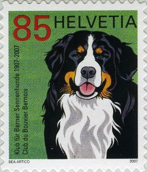 Colnect-699-079-Bernese-Mountain-Dog-Canis-lupus-familiaris.jpg