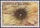 Colnect-2354-676-Black-Long-spine-Sea-Urchin-Diadema-setosa.jpg