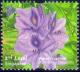 Colnect-3481-219-Water-hyacinth-Eichhornia-crassipes.jpg