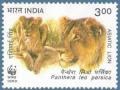Colnect-549-787-Asiatic-Lion-Panthera-leo-persica.jpg