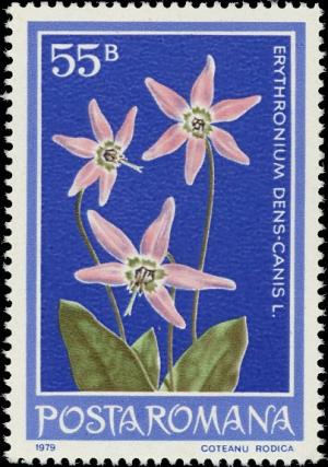 Colnect-5086-953-Dog-s-Tooth-Violet-Erythronium-dens-canis.jpg