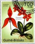 Colnect-3241-251-Mormolyca-gracilipes---Phalaenopsis-amboenensis.jpg