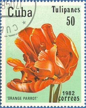 Colnect-671-134-Tulip--Orange-Parrot-.jpg