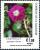 Colnect-4033-066-Ipomoea-liliacea.jpg