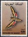 Colnect-2461-133-Hummingbird-Moth-Celerio-lineata.jpg