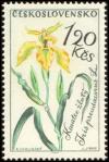 Colnect-441-023-Yellow-iris-Iris-pseudacorus.jpg