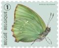 Colnect-2286-136-Green-Hairstreak-Callophrys-rubi.jpg