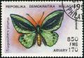 Colnect-953-344-Common-Green-Birdwing-Trogonoptera-priamus.jpg