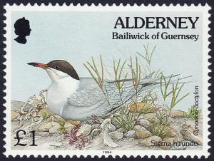Colnect-5181-006-Common-Tern-Sterna-hirundo-Bermuda-Grass-Cynodon-dactylo.jpg
