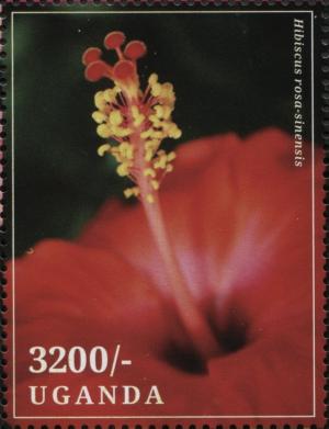 Colnect-3518-172-Hibiscus-rosa-sinensis.jpg