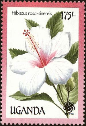 Colnect-4282-032-Hibiscus-rosa-sinensis.jpg