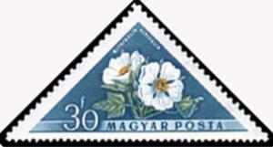 Colnect-859-231-Russian-Hibiscus-Kitaibelia-vitifolia.jpg
