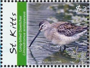 Colnect-3742-850-Long-billed-Dowitcher-Limnodromus-scolopaceus.jpg