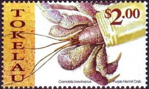 Colnect-4337-093-Purple-hermit-crab-Coenobita-brevianus.jpg