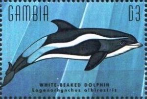 Colnect-4698-206-White-neaked-dolphin.jpg