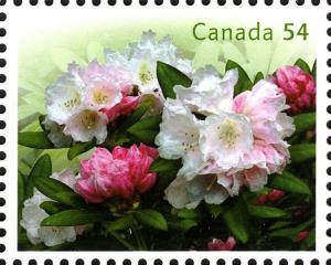 Colnect-766-391-White-Rhododendrons.jpg
