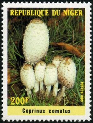 Colnect-1008-714-Fungi---Coprinus-comatus.jpg
