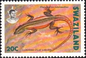 Colnect-2579-943-Common-Flat-Lizard-Platysaurus-intermedius.jpg