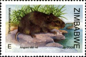Colnect-554-147-Angoni-Vlei-Rat-Otomys-angoniensis-.jpg