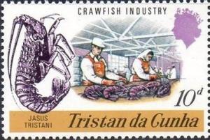 Colnect-1966-508-Tristan-Rock-Lobster-Jasus-tristani-Processing-the-Lobste.jpg