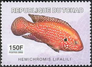 Colnect-2395-304-Red-Forest-Jewel-Hemichromis-lifalili.jpg