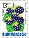 Colnect-1784-767-Blackberry-Rubus-caesius.jpg