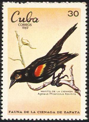 Colnect-1927-071-Red-shouldered-Blackbird-Agelaius-phoeniceus-assimilis.jpg