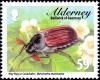 Colnect-5486-757-May-Bug-or-Cockchafer-Melolontha-melolontha-.jpg