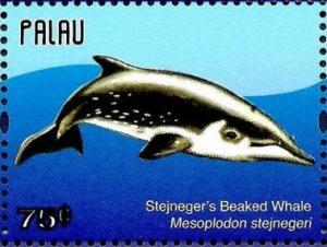 Colnect-4950-840-Stejneger-s-Beaked-Whale-Mesoplodon-stejnegeri.jpg