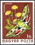 Colnect-4502-870-Spurge-Hawk-moth-Celerio-euphorbiae.jpg
