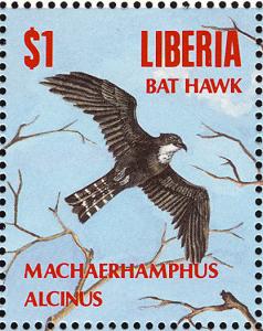 Colnect-1641-779-Bat-Hawk-Macheiramphus-alcinus.jpg