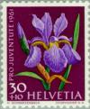 Colnect-140-180-Gladiolus-Iris-sp.jpg